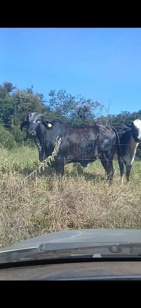 2 Novilhas - Foto 3