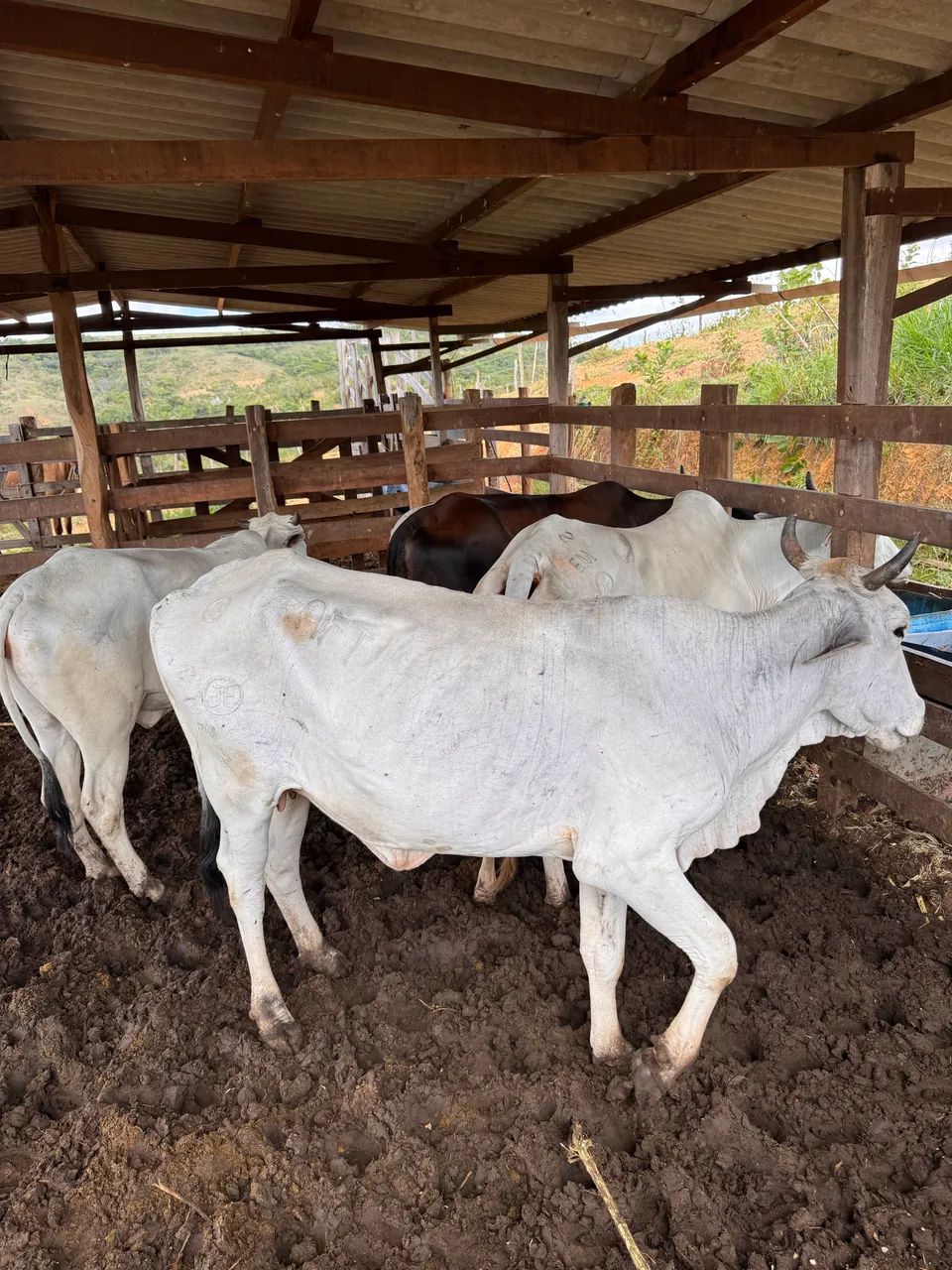 Vacas