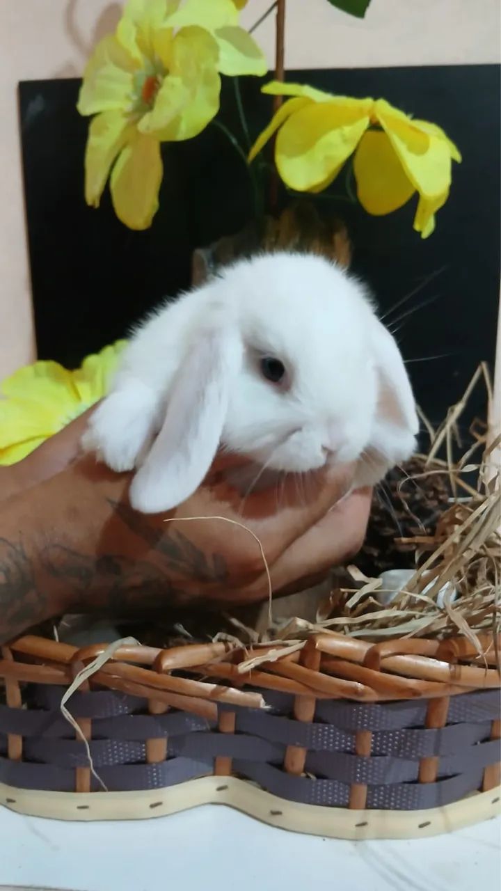 Coelho lop uruguaio bebe branco  - Foto 3