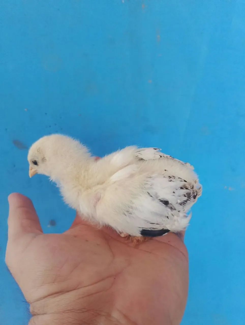 Pinto brahma - Foto 3