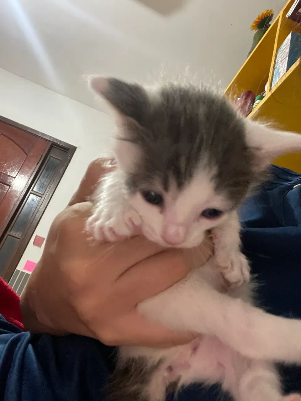 adoção de filhote de gato