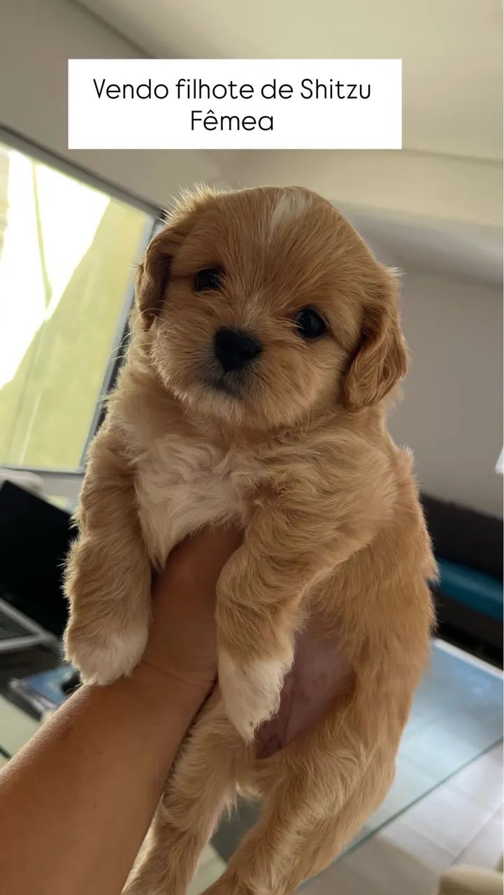 Cachorro shitzu 800,00 - Foto 2
