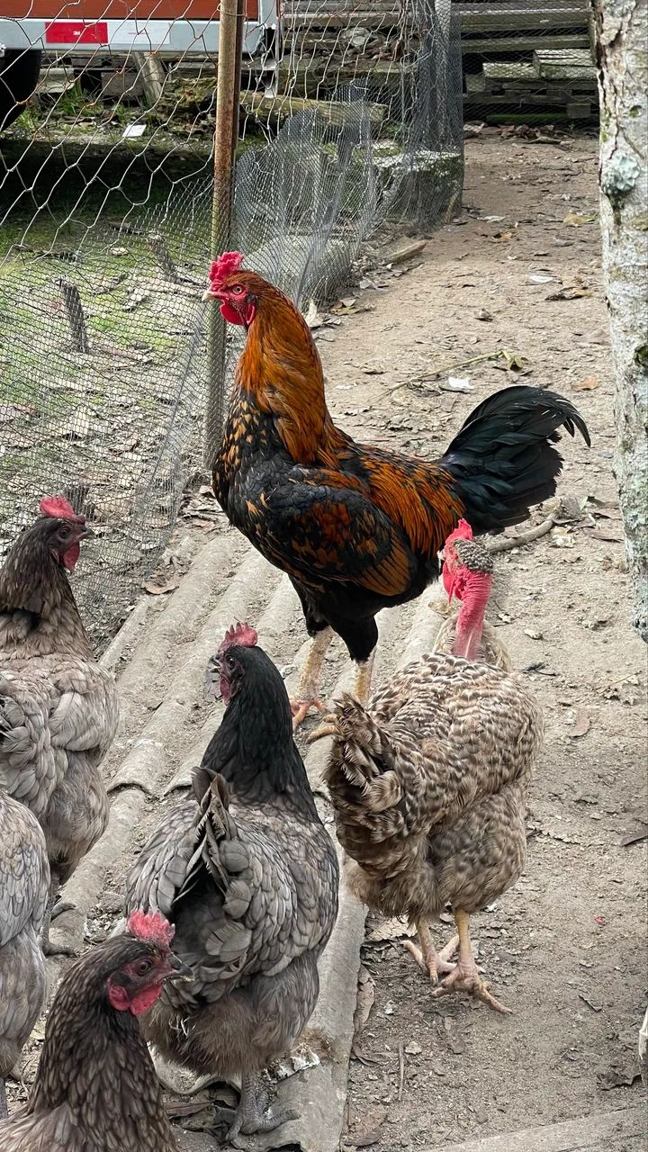 Ovos de Galinha Australorp Azul  - Foto 3