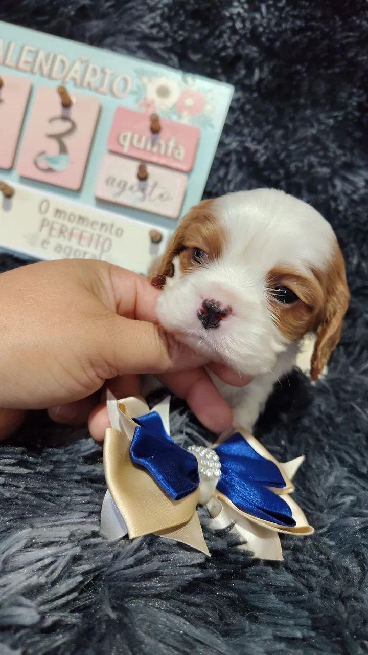 Cavalier king Charles Spaniel ? - Foto 4