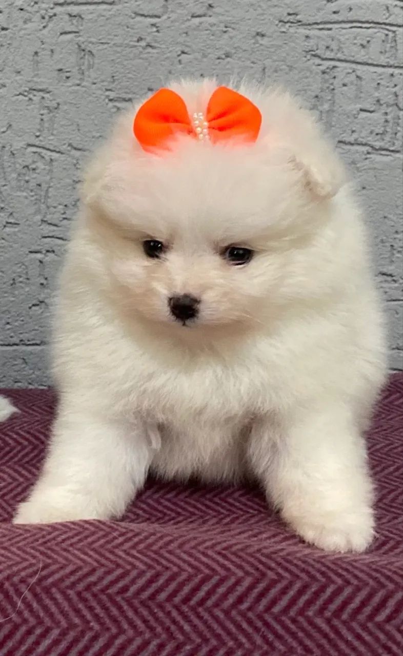 Spitz Alemão  - Foto 3