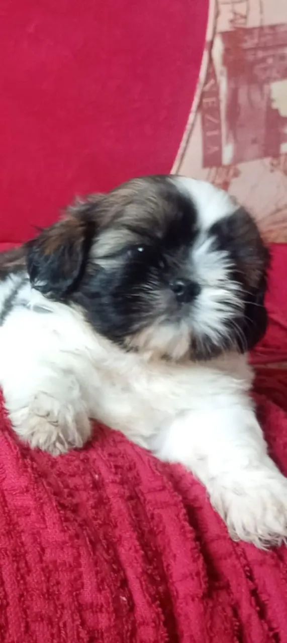 Filhote de Shih Tzu macho 
