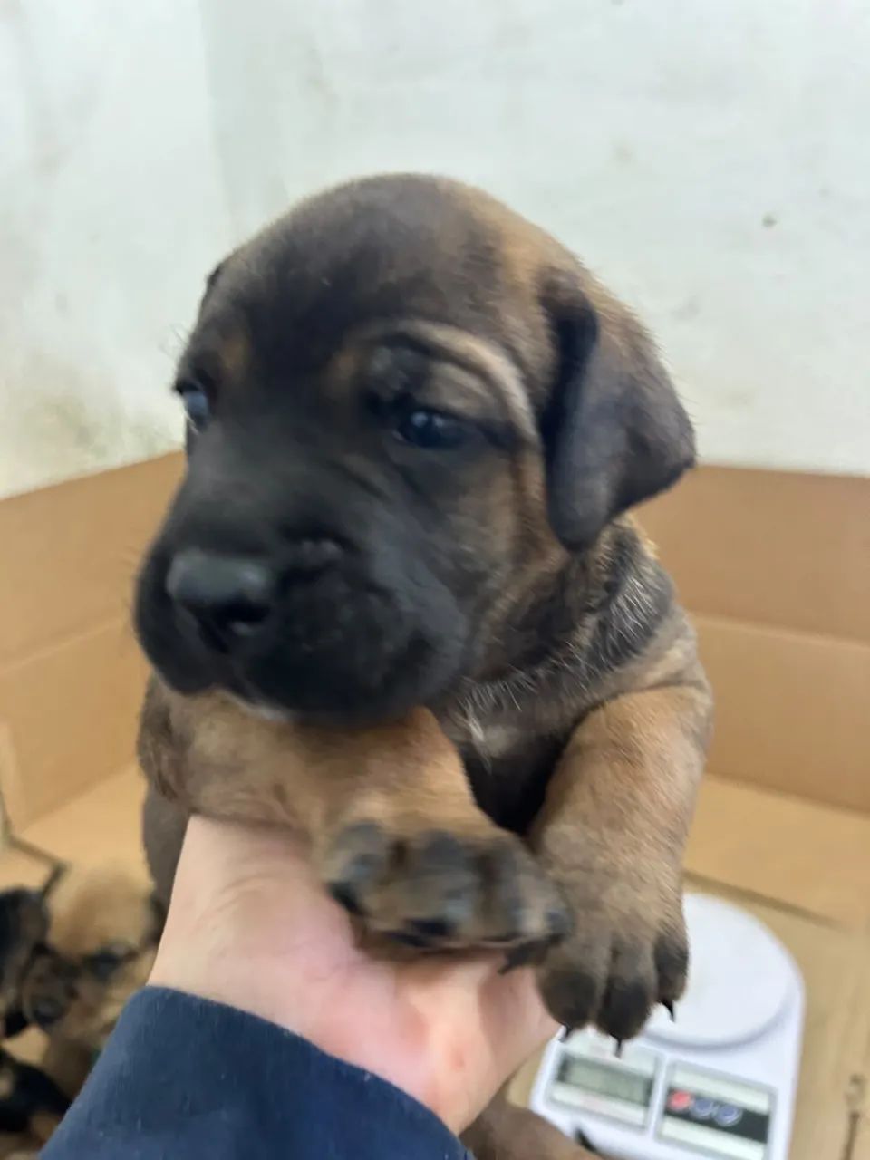 DOGUINHOS - CANE CORSO 45 dias - Foto 5
