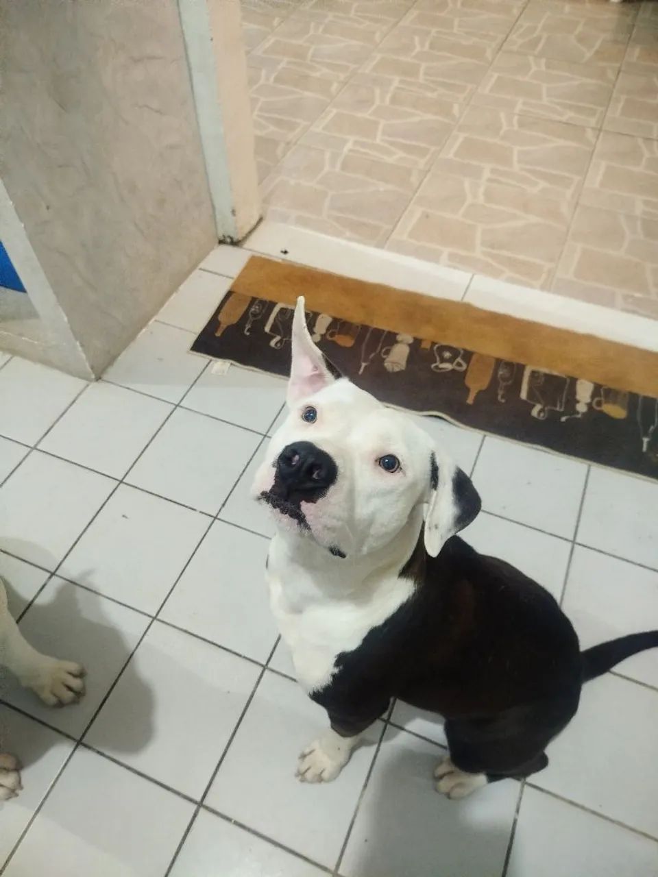Pit Bull ligitimos  - Foto 4
