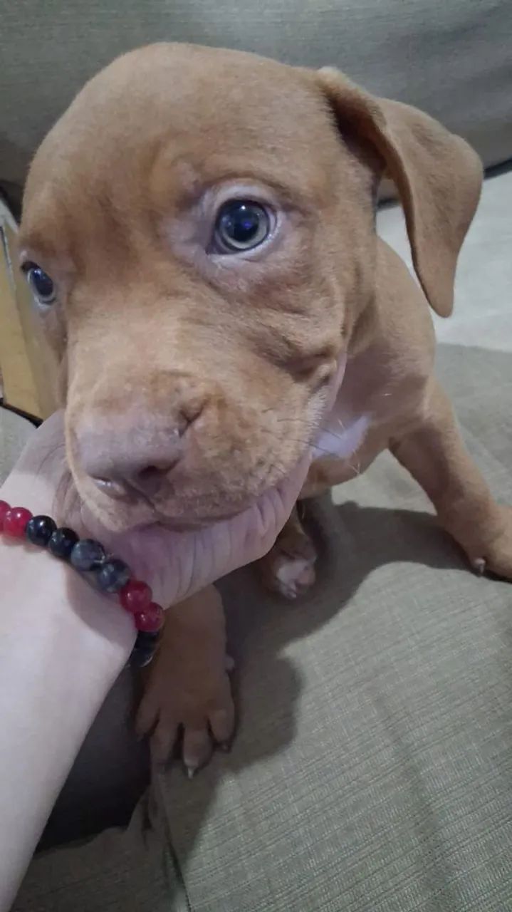 Filhotes PitBull - Foto 3