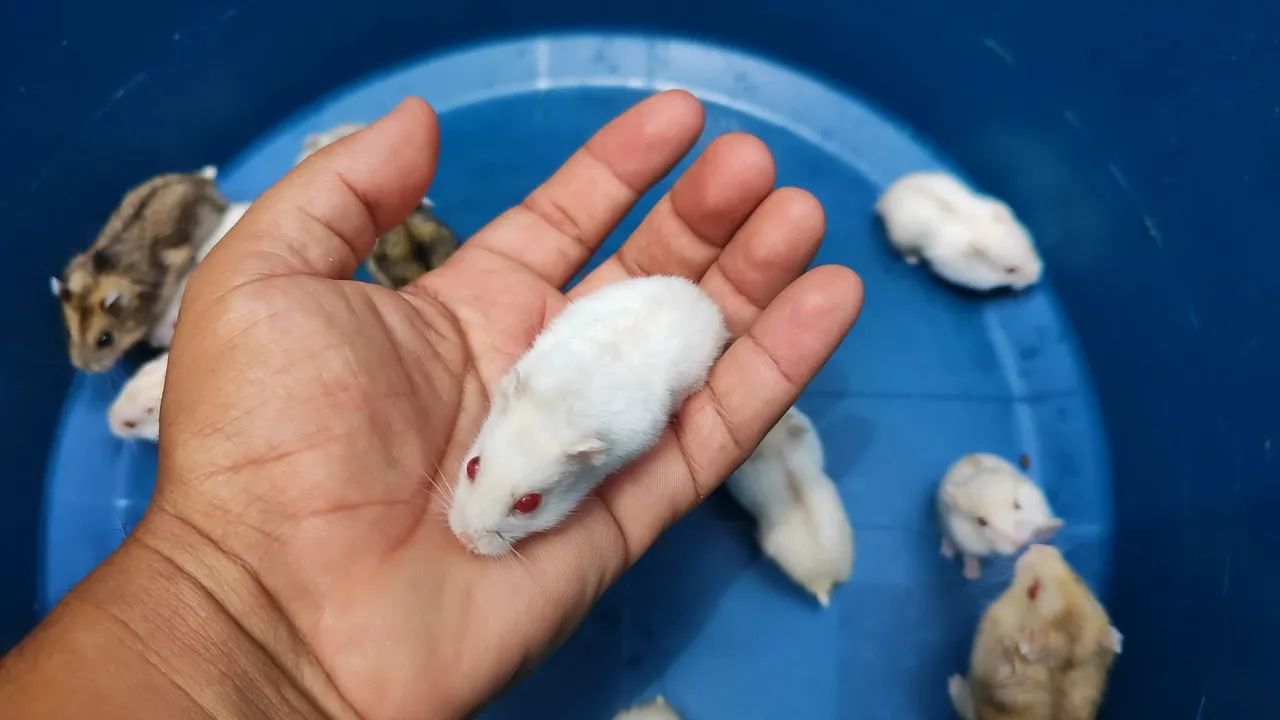 Hamster Anão Russo439275016244449281