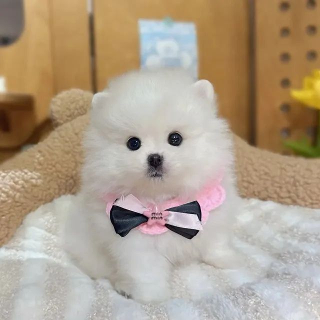 Cãozinho spitz alemão/lulu da pomerânia dócil e saudável garantido