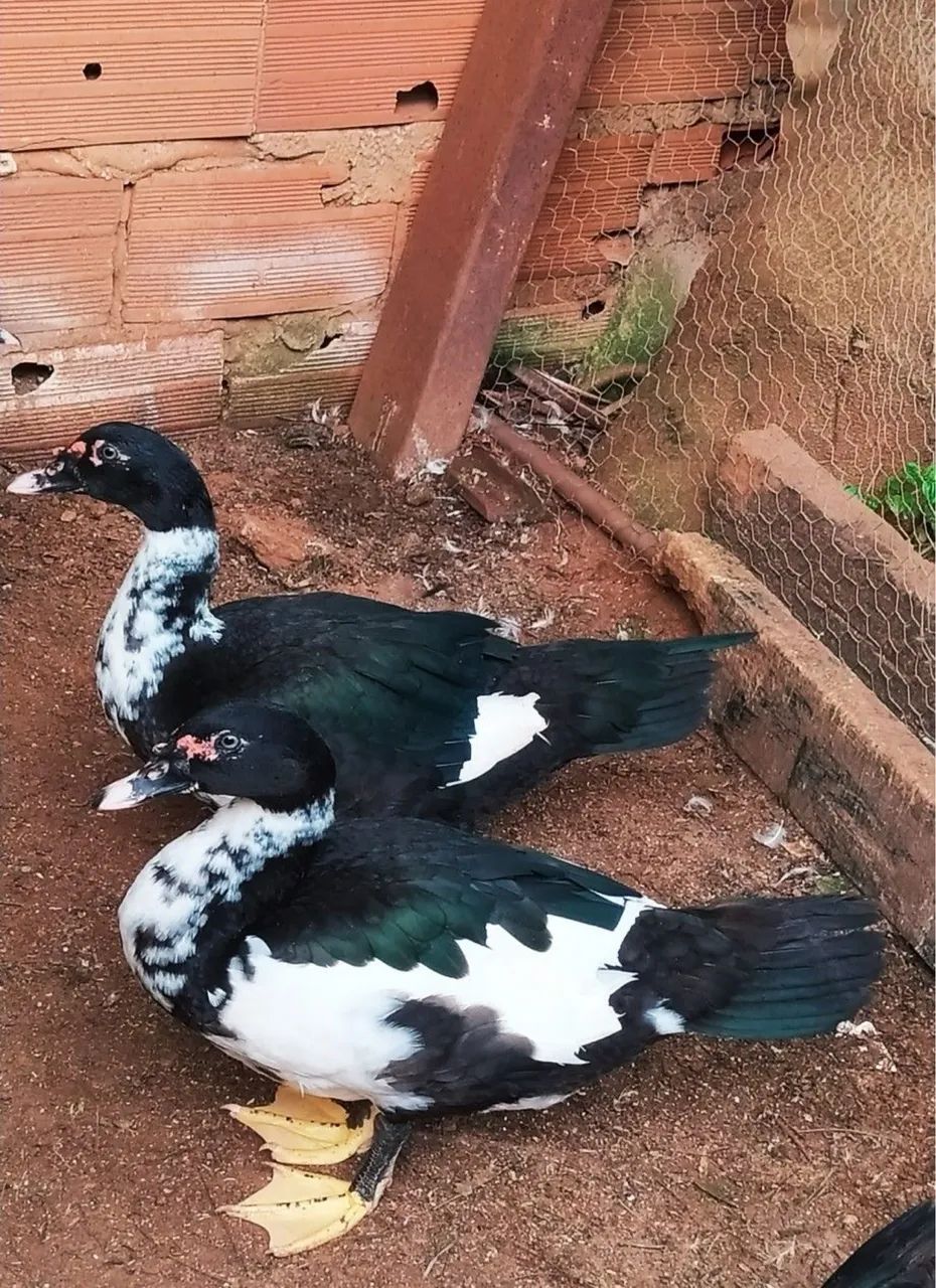 Patos  - Foto 3