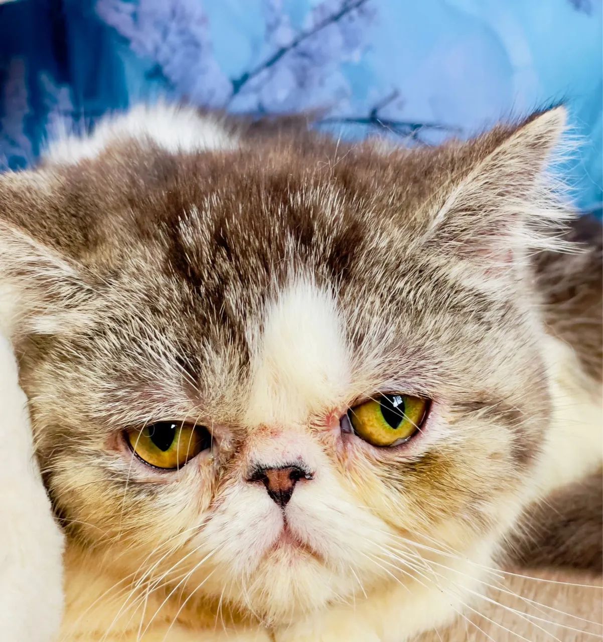 Gato exótico persa  - Foto 4