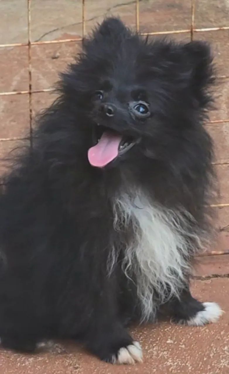Spitz alemão machinho  - Foto 2