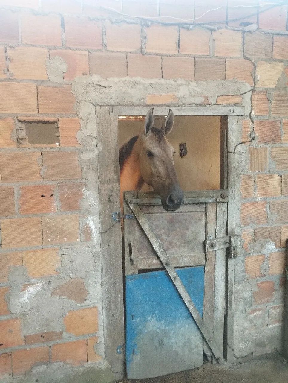 Potro campolina  - Foto 2