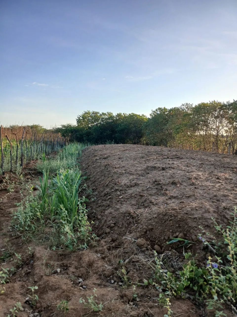Silagem de sorgo, boa qualidade, colhida com todo cacho. - Foto 2