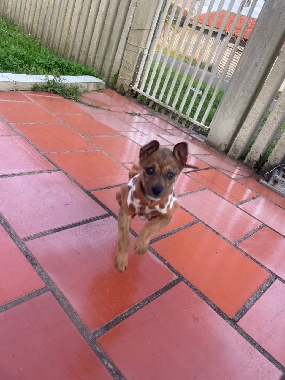 Cachorro  - Foto 2