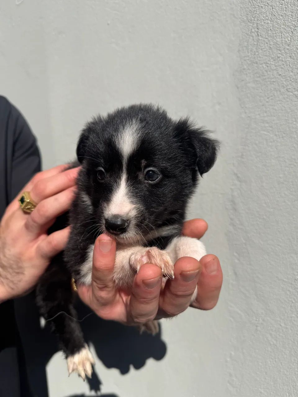 Border Collie - Foto 5