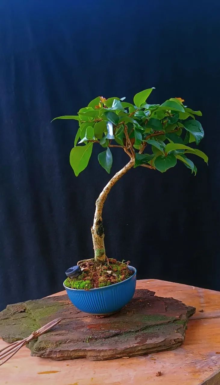 Bonsai de Pitanga! - Foto 3