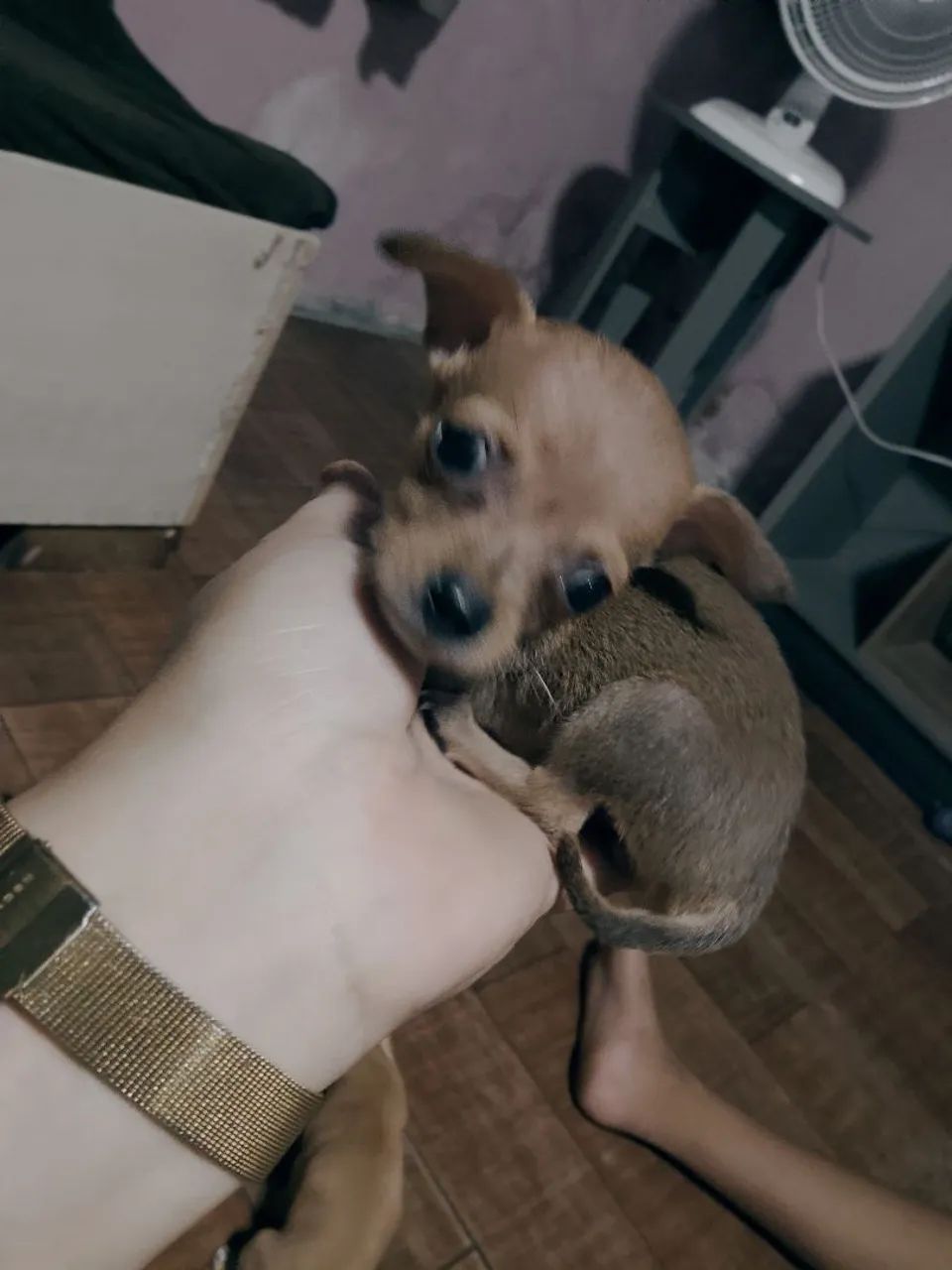 Cachorro pinsh 