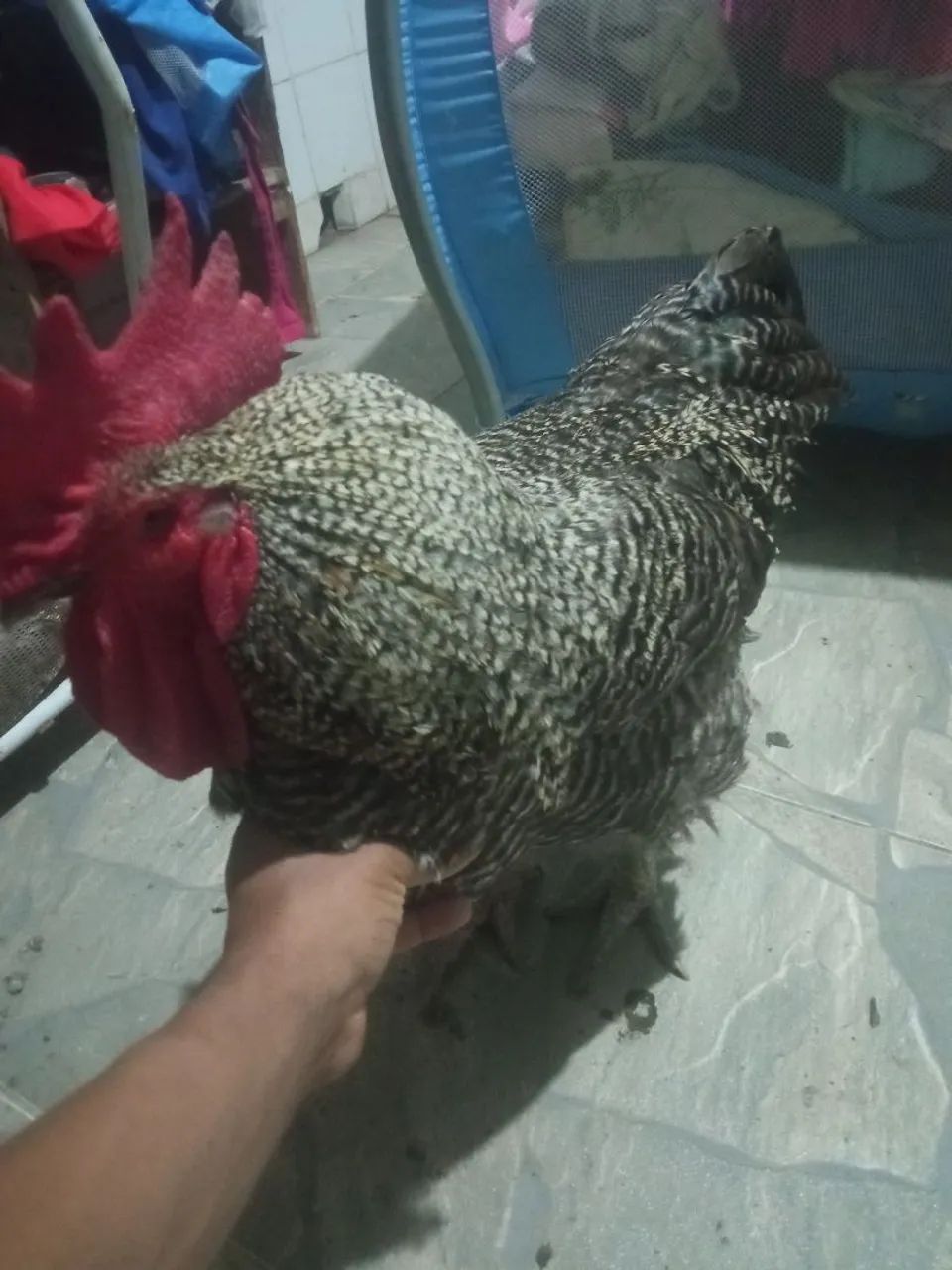 Galo carijo pedrês  - Foto 4