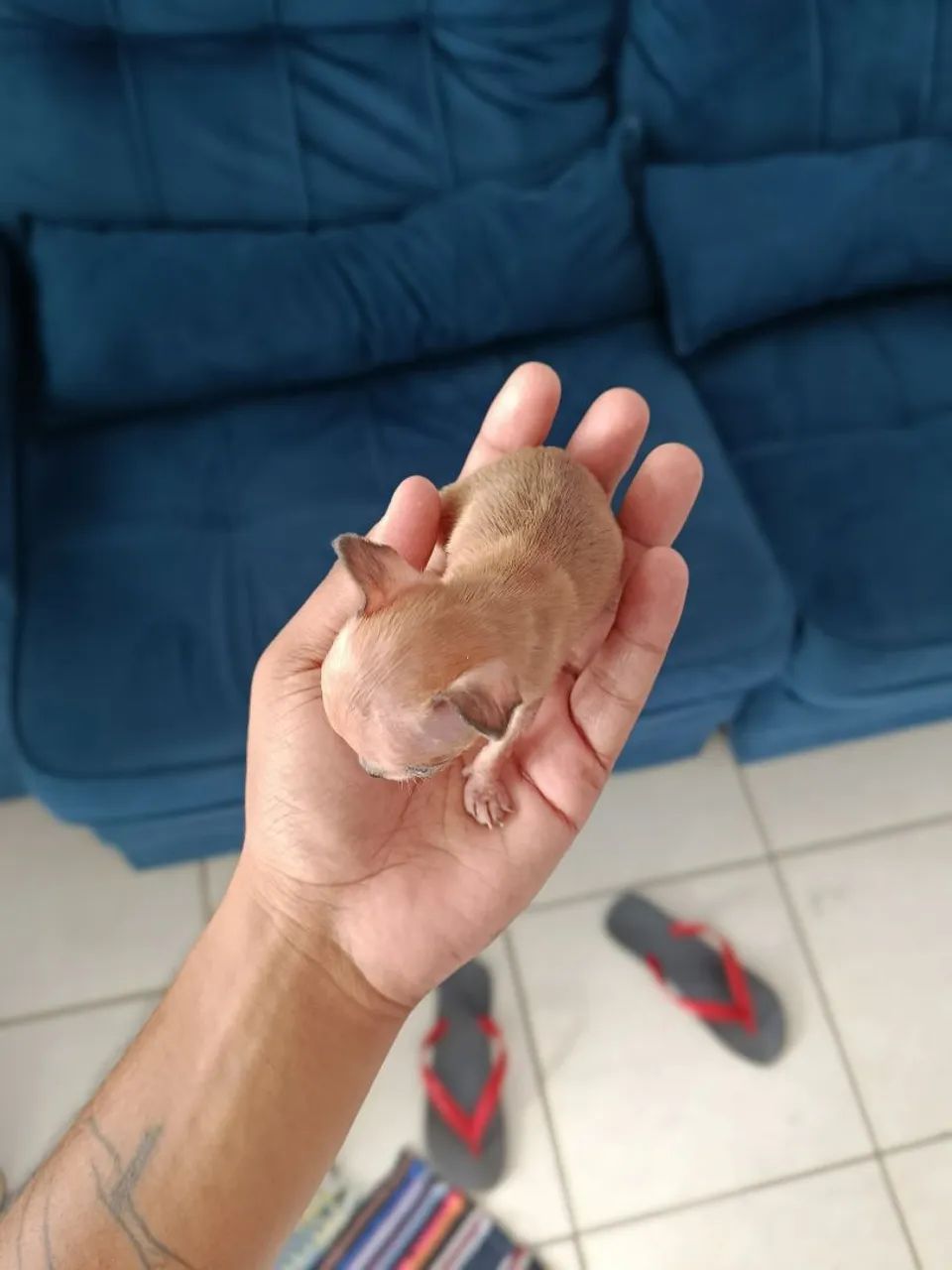 PINSCHER micro zero zero  - Foto 3