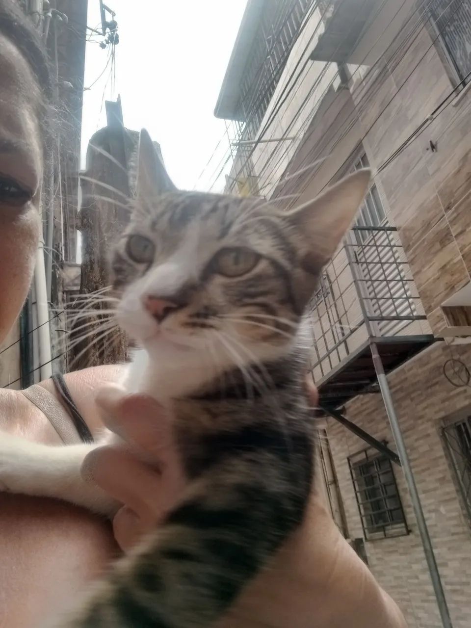 Adoção responsável  - Foto 4