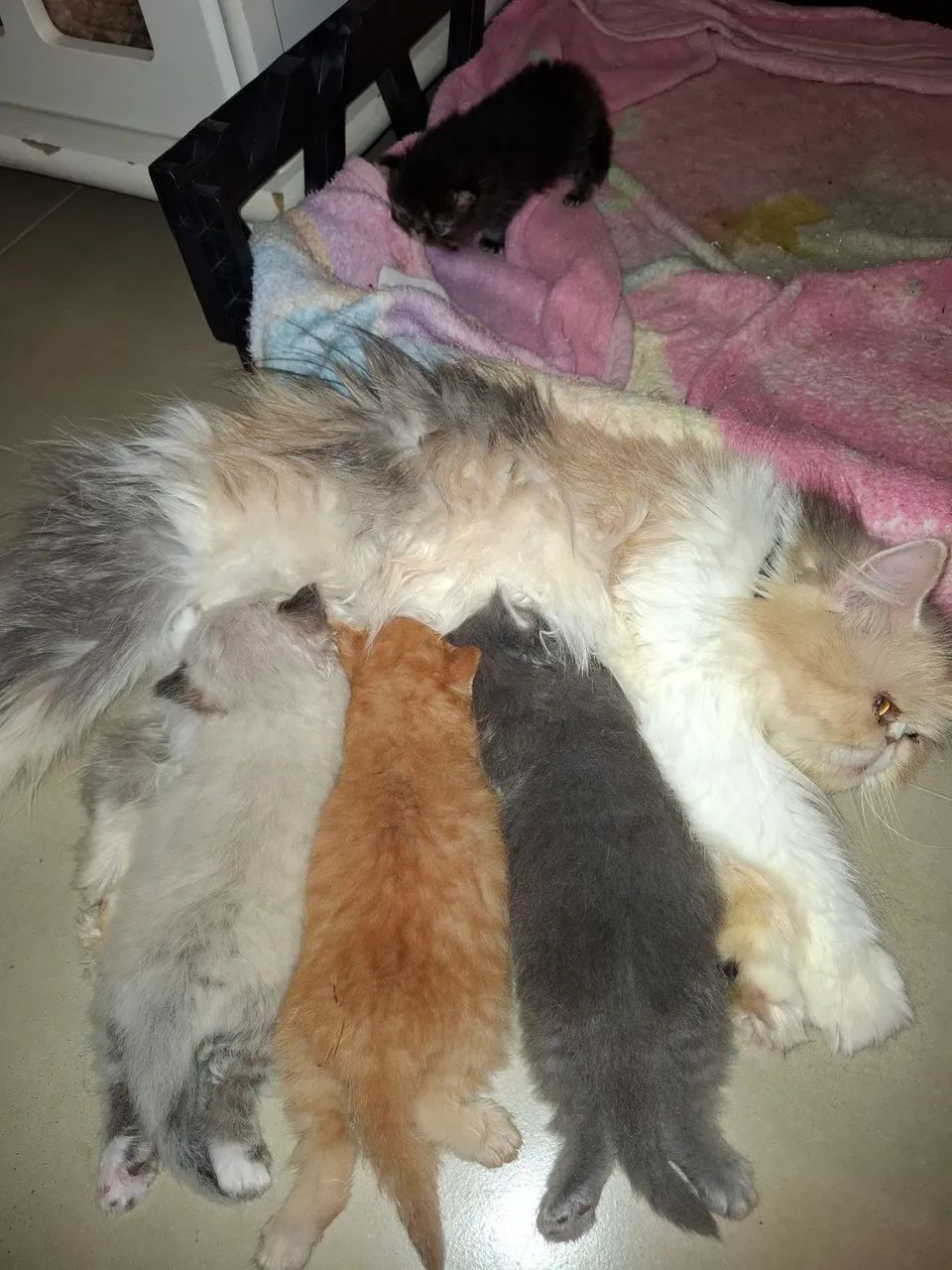 Gatos Persas  - Foto 3