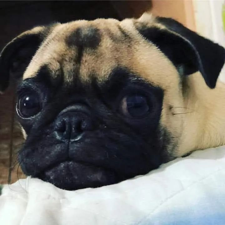 Pug Macho um ano