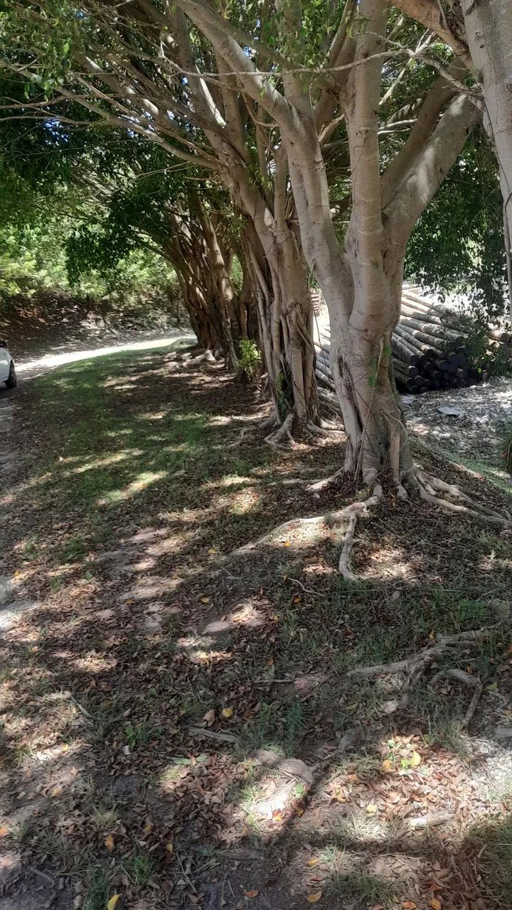 Jardineiro disponível  - Foto 2