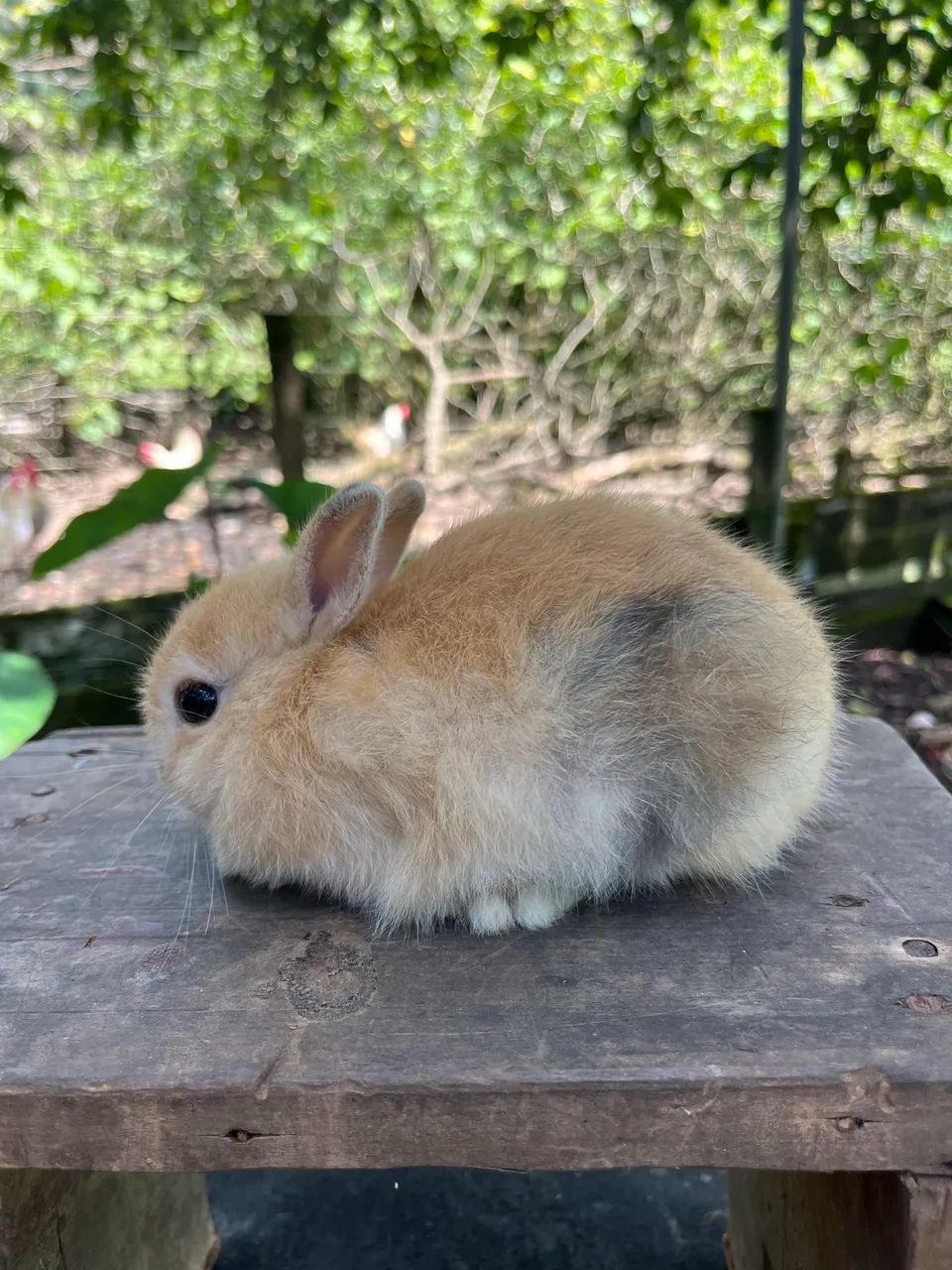 Mini coelho Netherland  - Foto 5