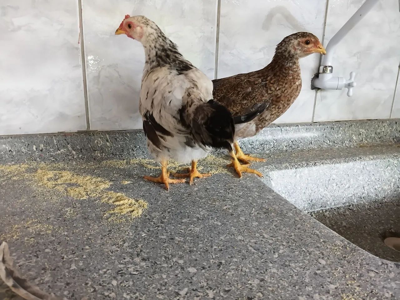 Vendo franguinhos e pintinhos lote 14