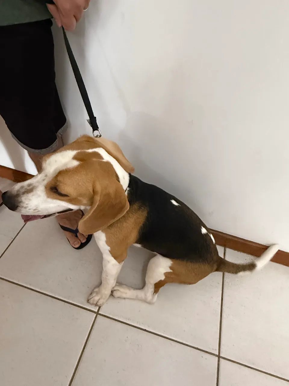 Beagle - 8 meses