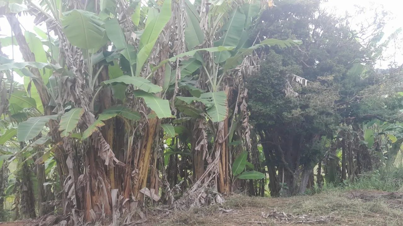 Chacara com 5 hectares - Foto 3