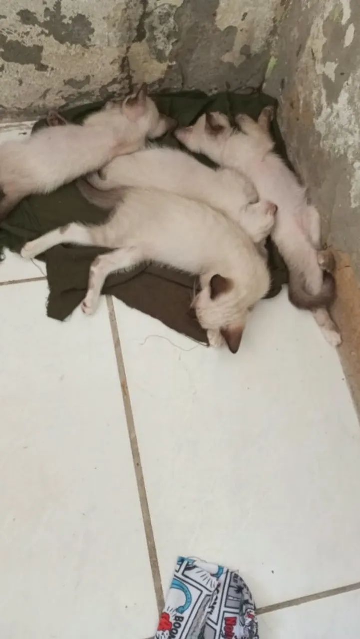 Gatos para adoção  - Foto 4