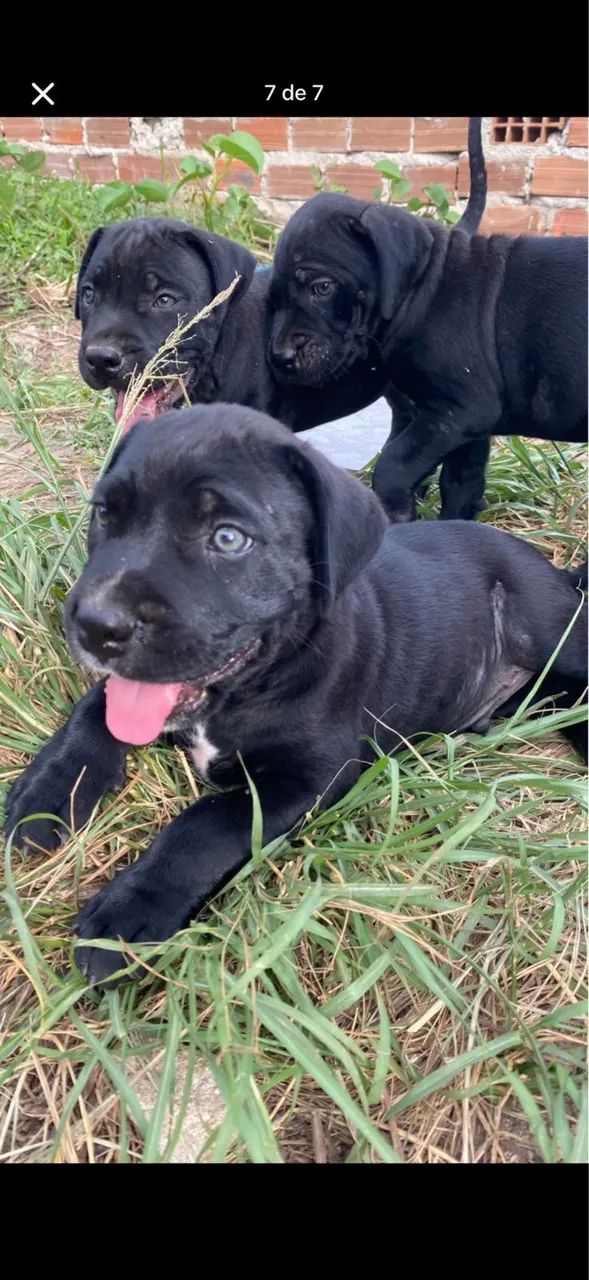 Cane Corso