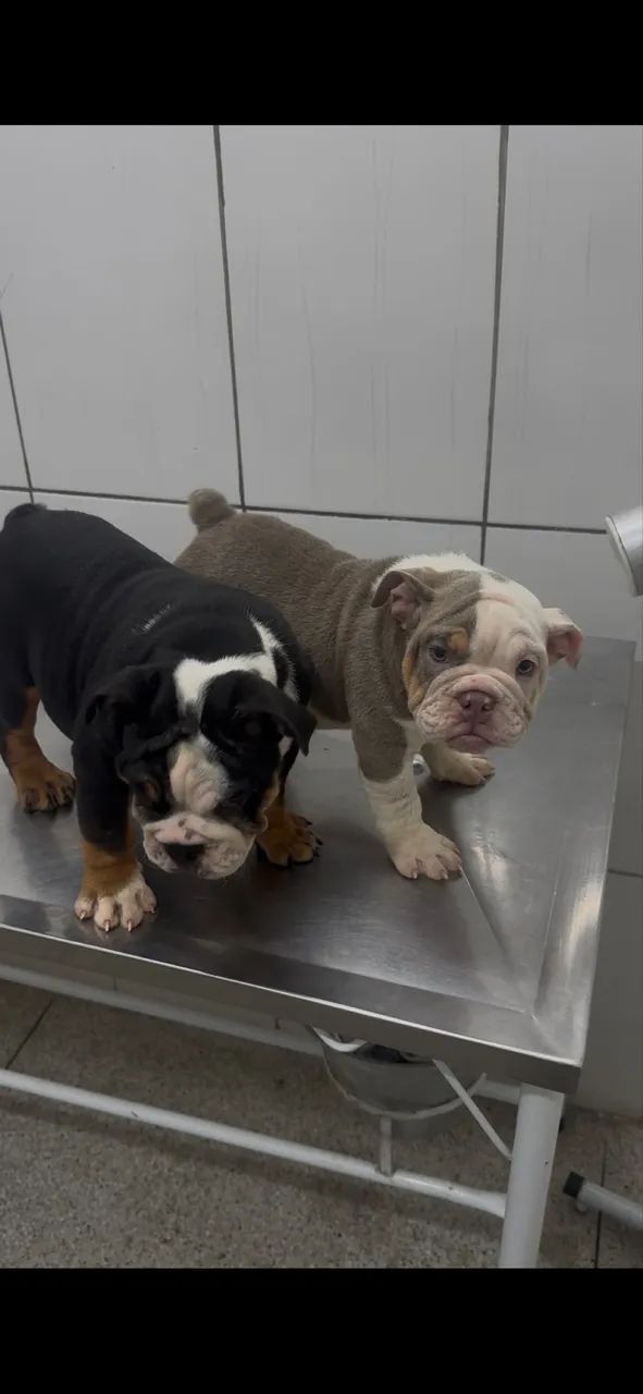 Buldogue inglês 