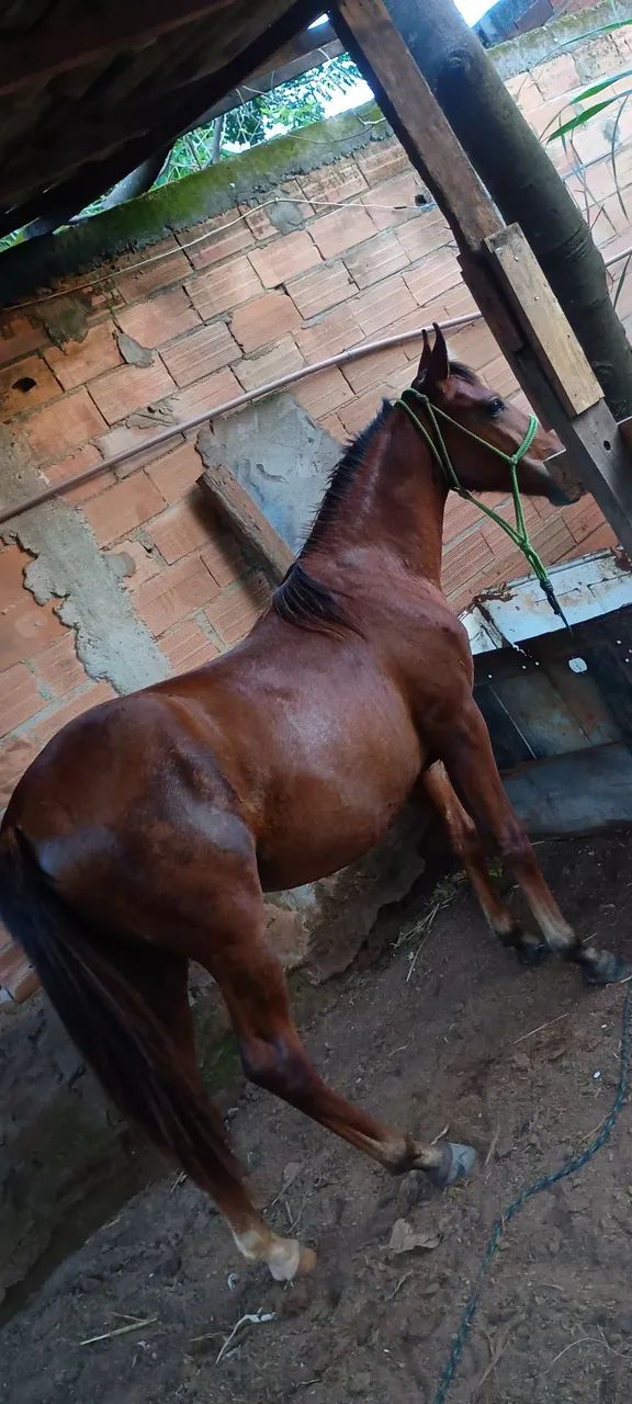 Animais para vender rapido - Foto 2