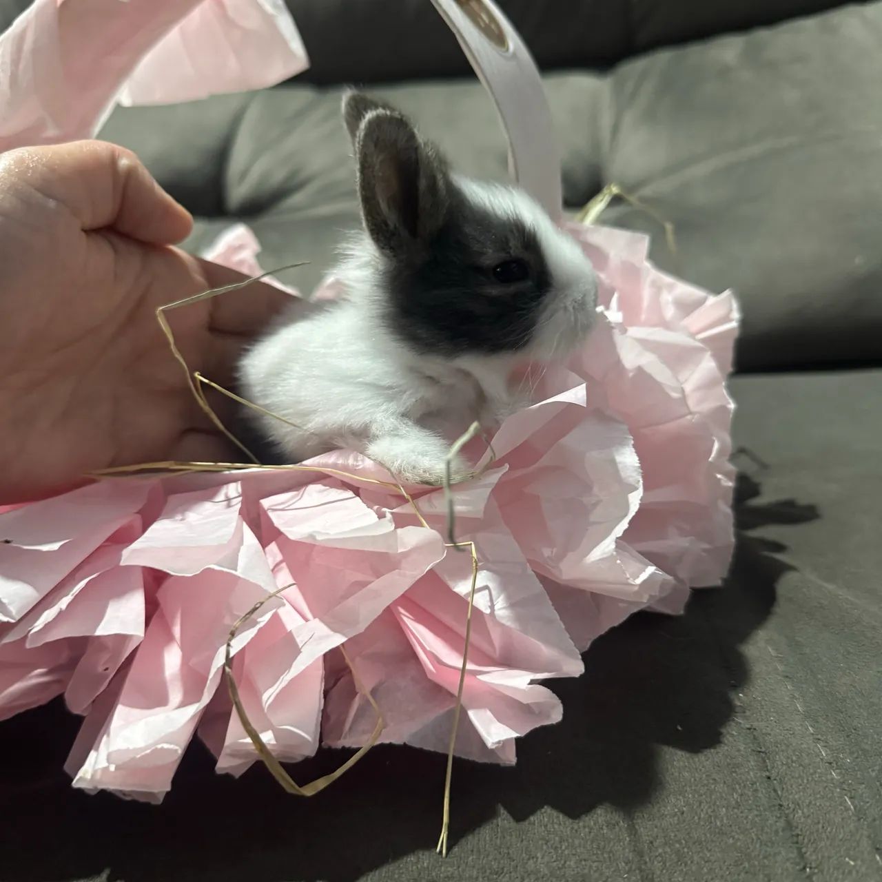 Mini coelho  - Foto 3