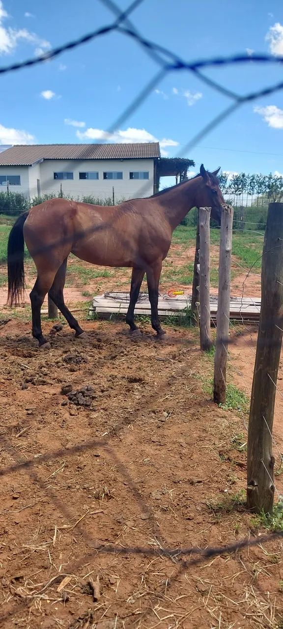 Égua Quarto de milha pura - 4 anos - Foto 3