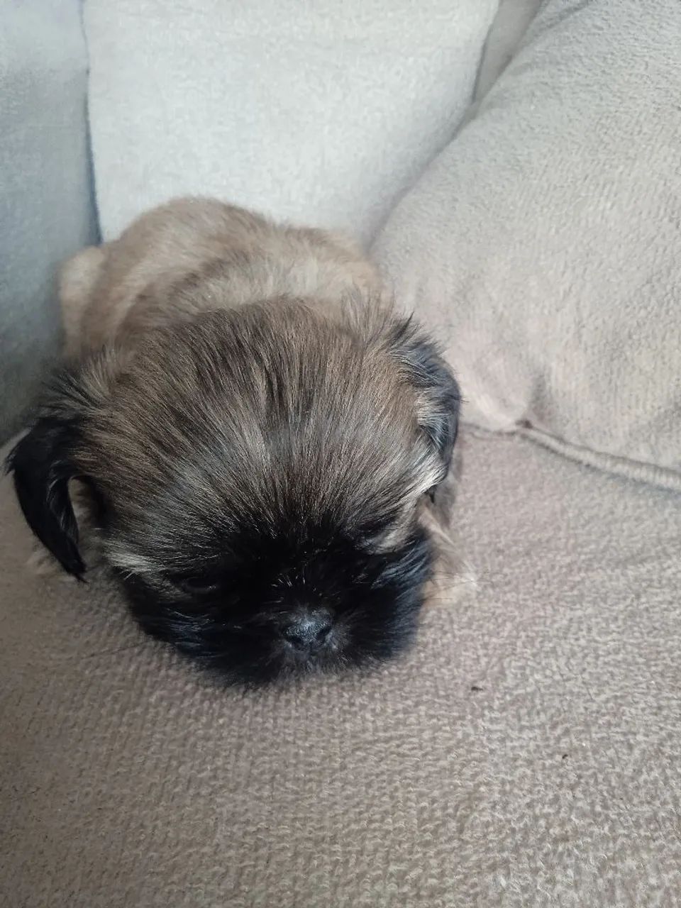 Animais de estimação cachorro  - Foto 5