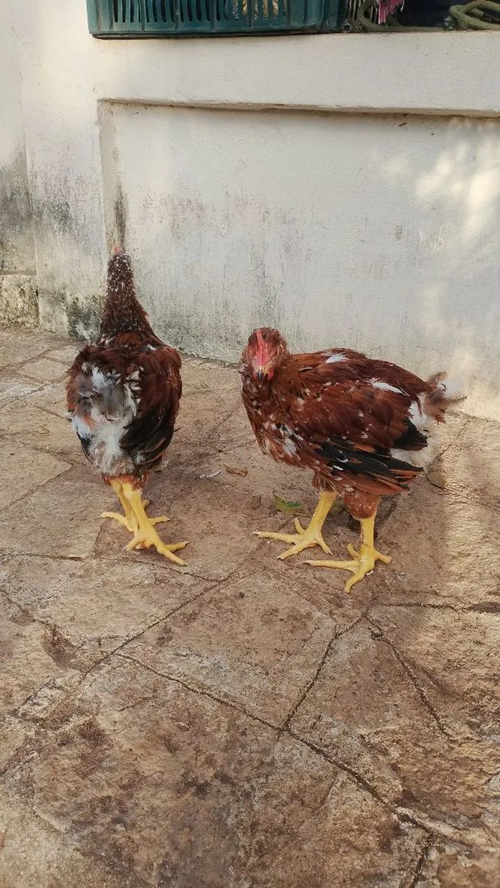 2 franguinhos de Gsb  - Foto 3