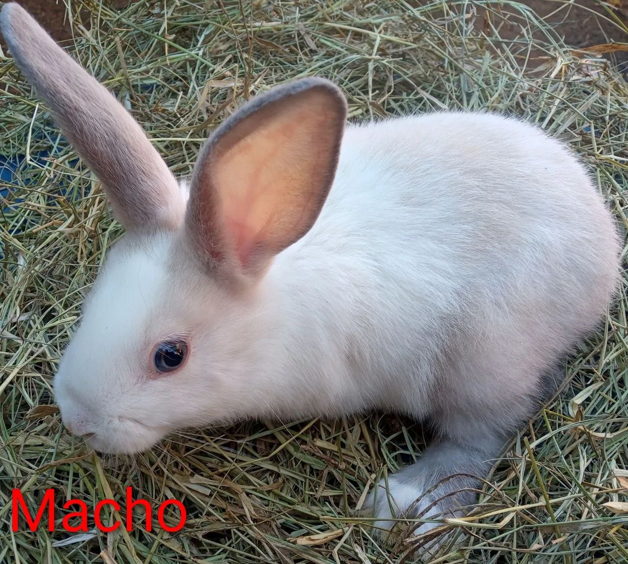 Coelhos - Foto 3
