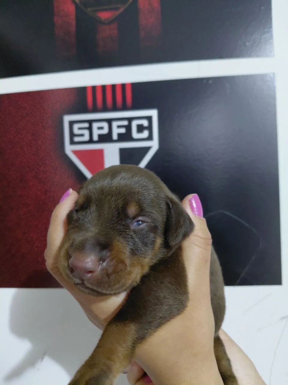 Doberman  - Foto 3