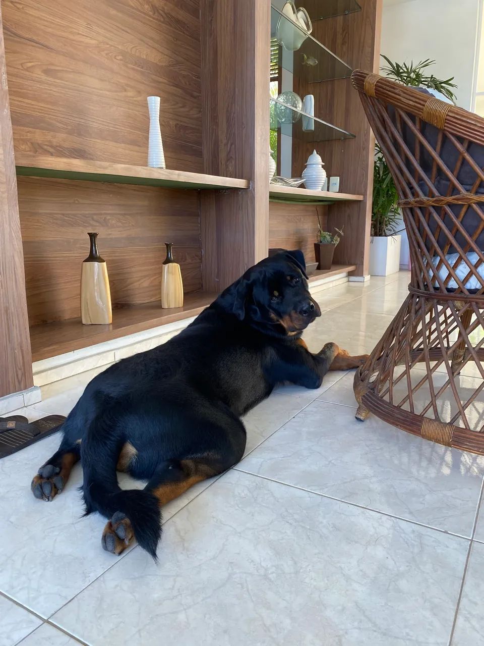 Procura-se namorada rottweiler - Foto 2