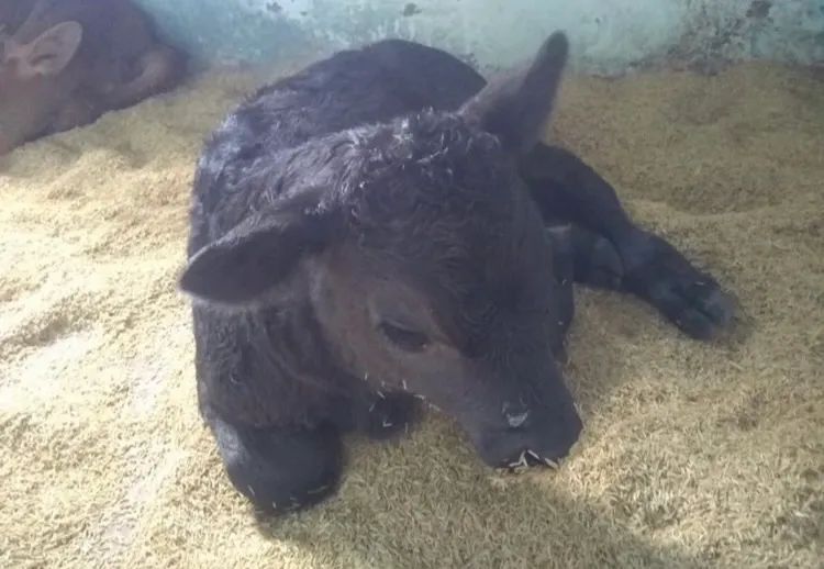 Bezerros Angus - Foto 2