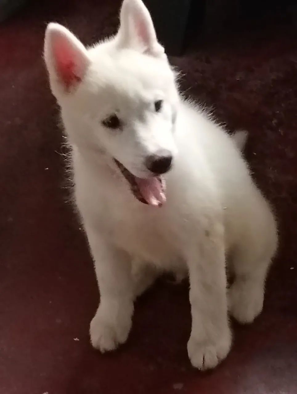 Husky Siberiano Branco - Foto 2