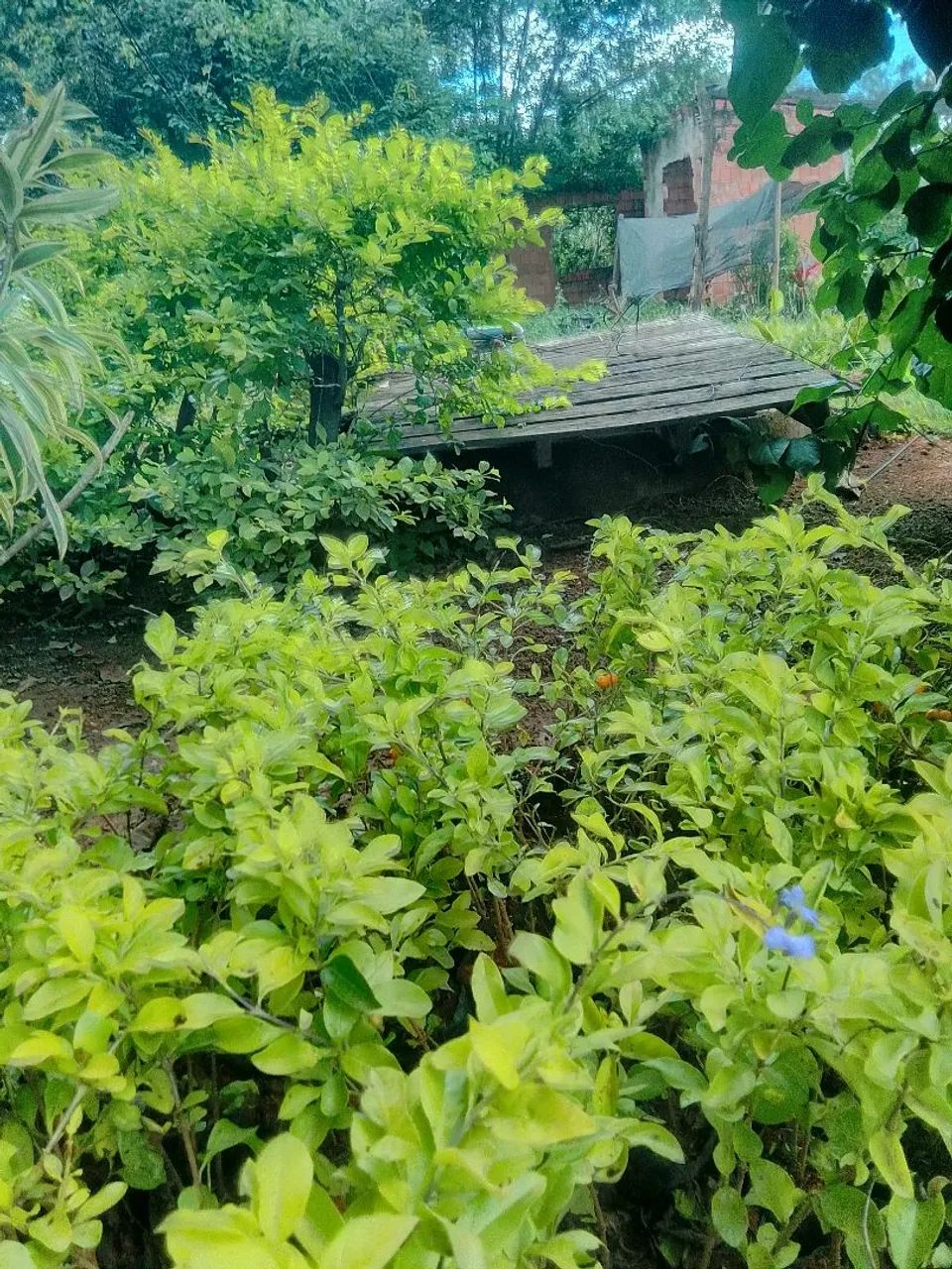 Pingo de ouro - Foto 5