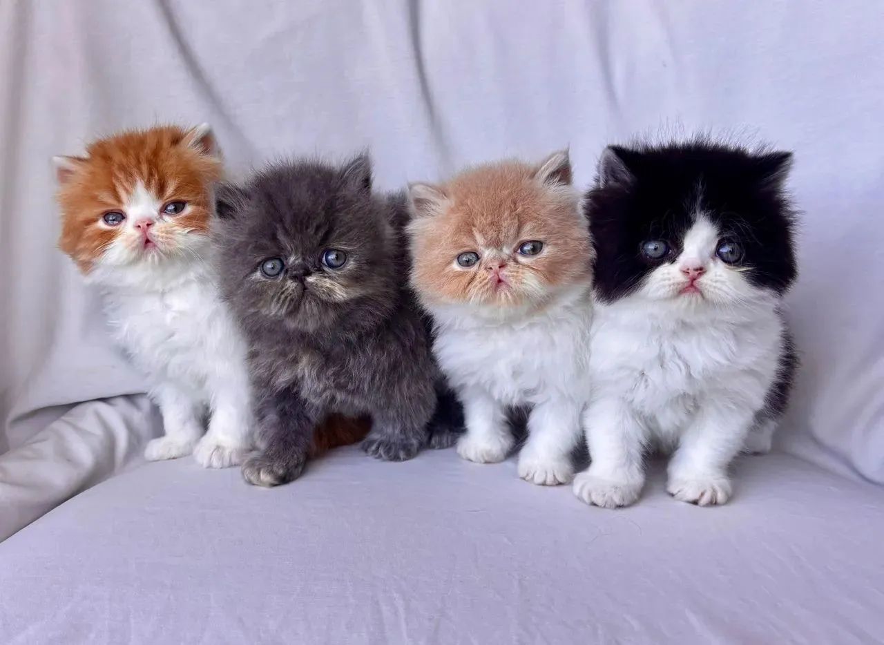 Persa Promoção Somente esse Final de semana 