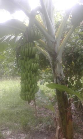 Mudas de banana prata dh2o Sapo e Roxa - Foto 2